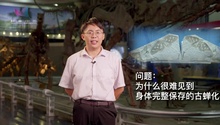 国家自然博物馆里的近鸟龙